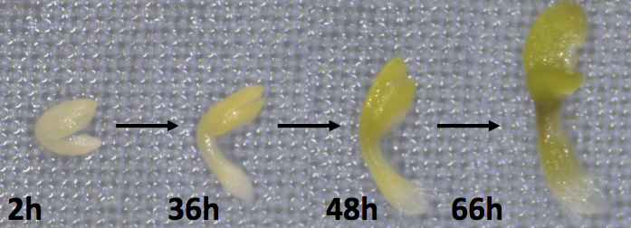 Embryo greening