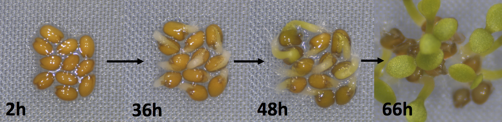 Seed germination